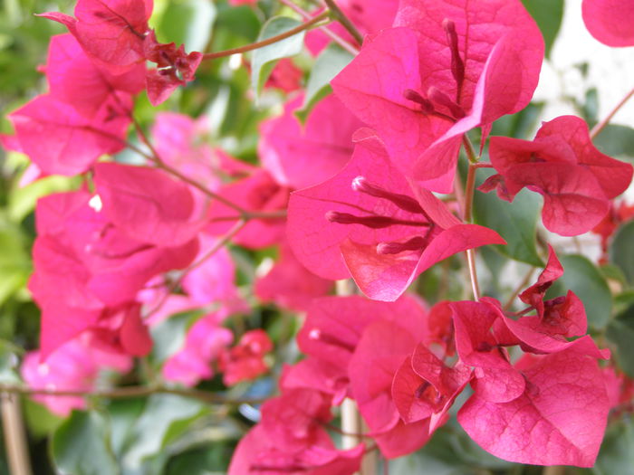 PA050108 - Bougainvillea