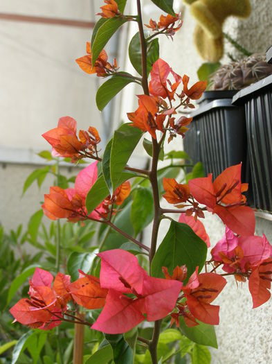 PA050107 - Bougainvillea