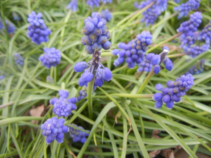 Muscari armeniacum (2014, March 29)