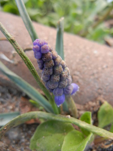 Muscari armeniacum (2014, March 29)