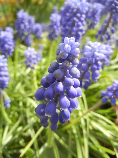 Muscari armeniacum (2014, April 01)