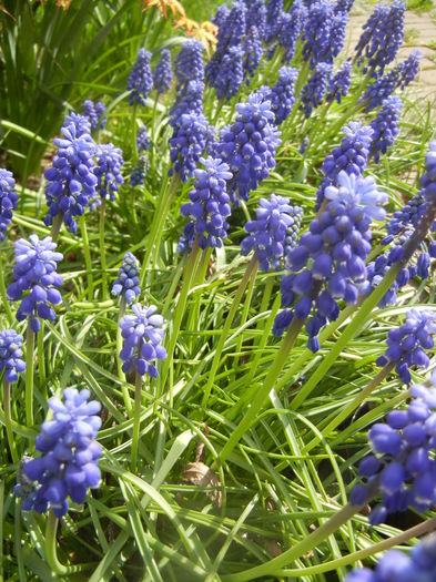 Muscari armeniacum (2014, April 01)