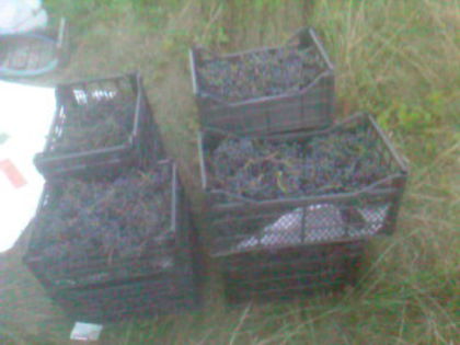 SP_A0583 - produse din livada mea