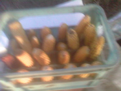 SP_A0620 - produse din livada mea