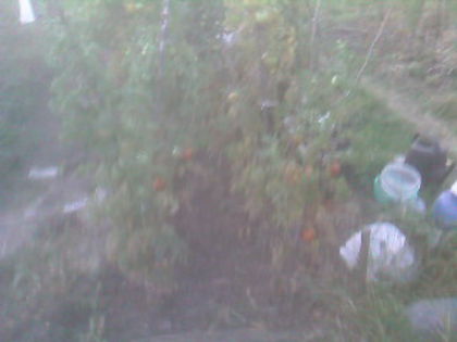 SP_A0623 - produse din livada mea