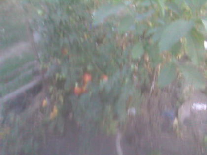 SP_A0627 - produse din livada mea