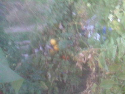 SP_A0628 - produse din livada mea