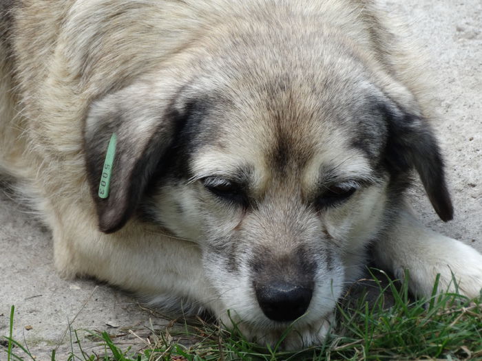 DSC02434 - Cainii mei