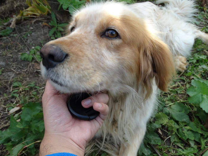 DSC02445 - Cainii mei