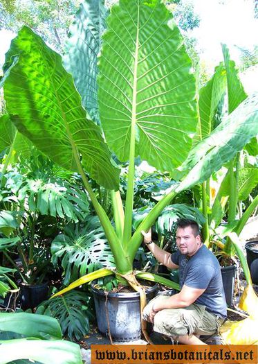 Alocasia Borneo Giant