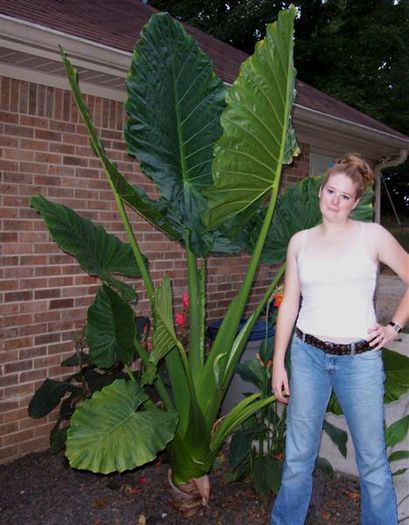 Alocasia Calidora