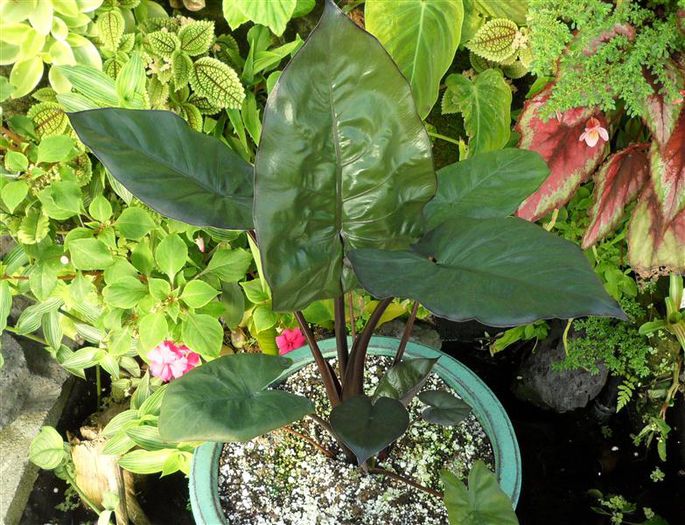 Alocasia Yucatan Princess