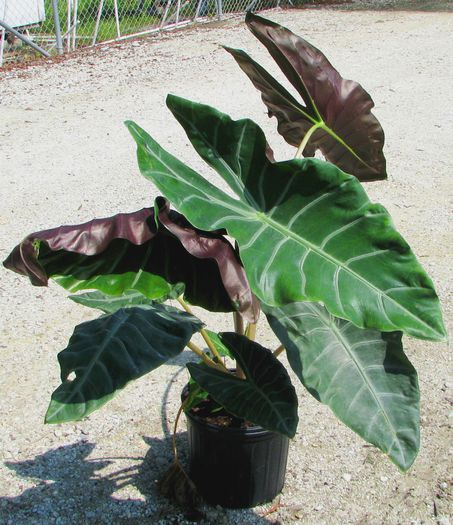 Alocasia Zulu Mask NEW