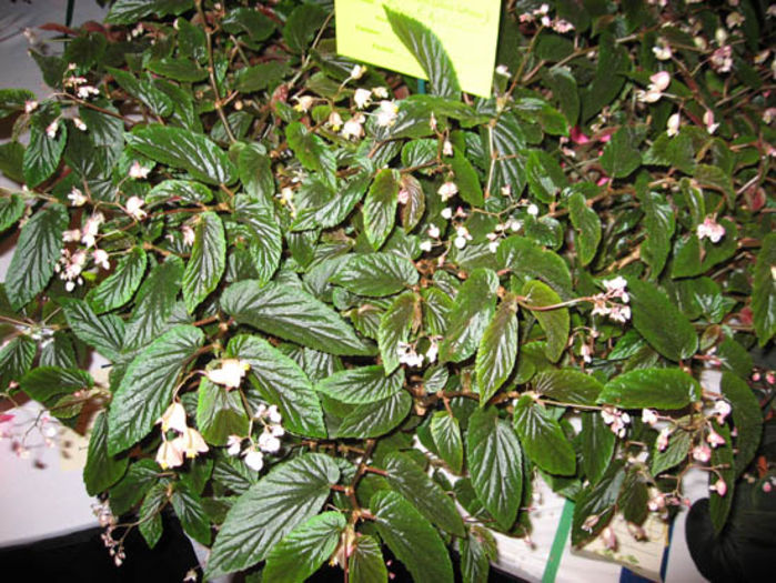 B_%20U402%20-%20Venezuelen%20species%20-%20Pridgen