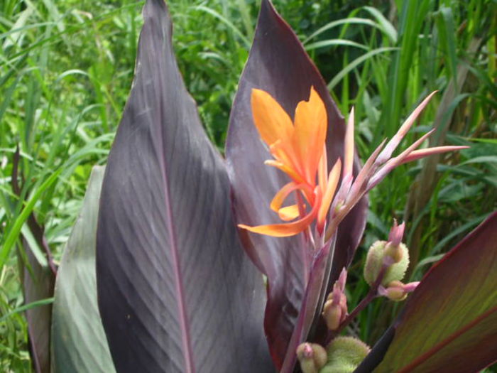 Canna%20Intrigue