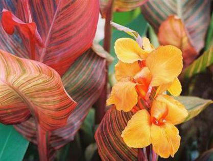 Canna%20Tropicana%202
