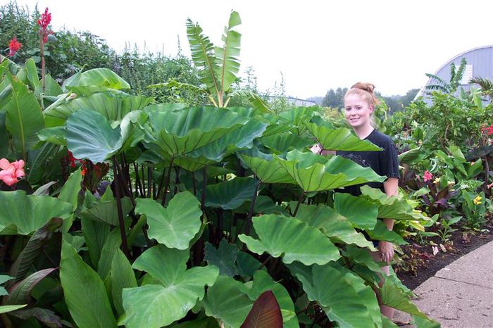 Colocasia Big Dipper