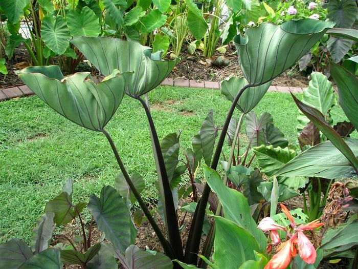 Colocasia Bikini-tini