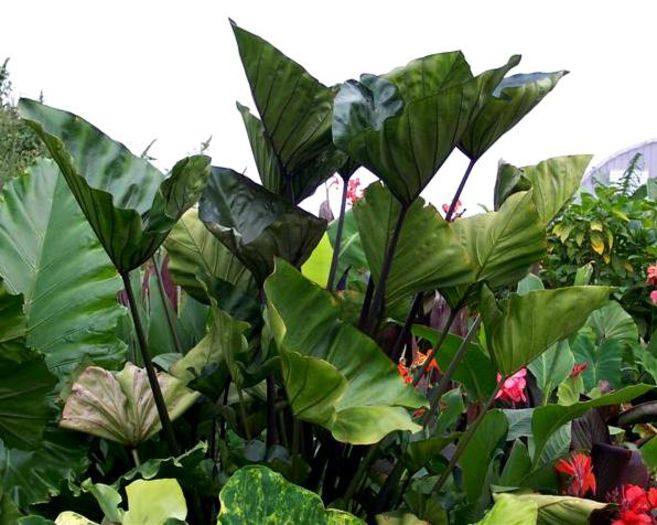 Colocasia Coffee Cups