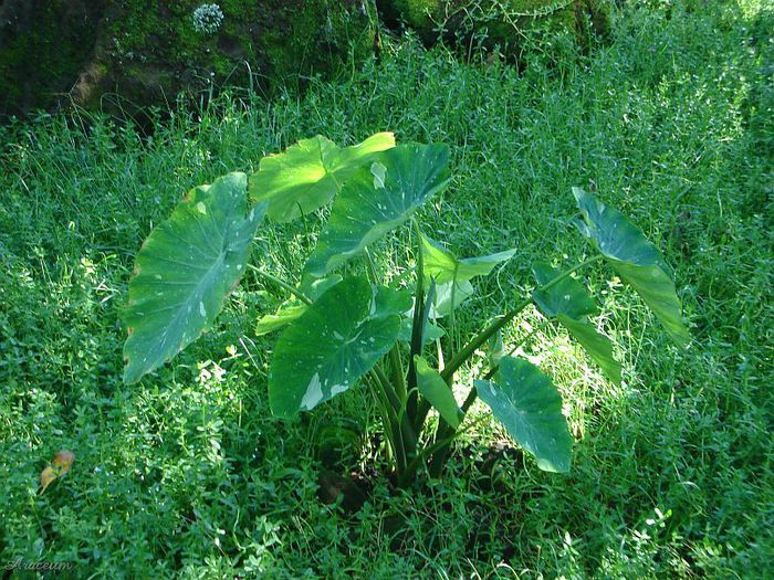 Colocasia esculenta - minuni ale naturii create de dumnezeu 9