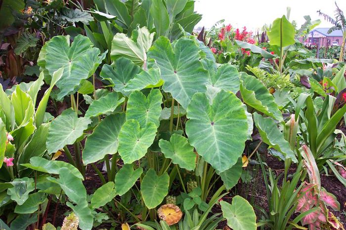 Colocasia gaoligongensis (Black Pearl) - minuni ale naturii create de dumnezeu 9