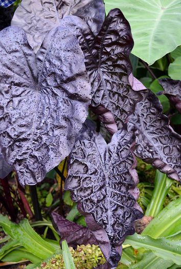 Colocasia Puckered Up ppaf NEW!