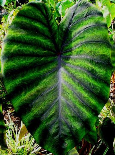 Colocasia TropiCools Madeira - minuni ale naturii create de dumnezeu 9