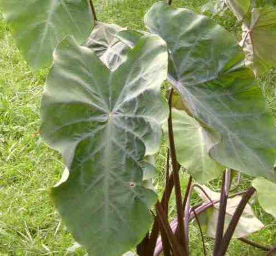 Dark-Stem-Taro
