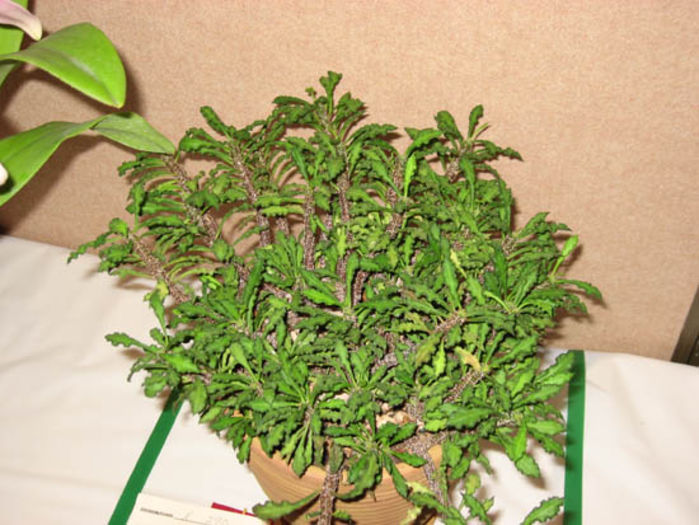Euphorbia%20-%20Mary%20Buchotlz