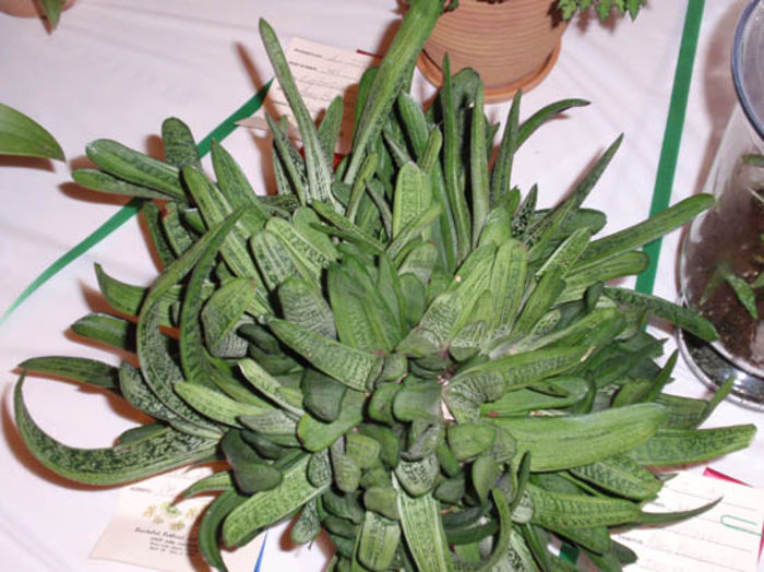 Gasteria%20lim-warty%20-%20Vicki%20Denton