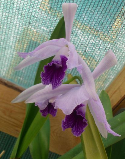 bobocii inca nu s-au deschis complet - Laelia