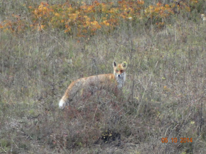 DSC08023 - Infractorul