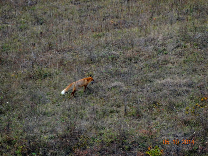 DSC08020 - Infractorul