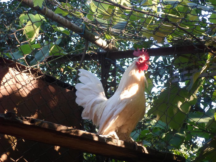 Miideflori crem - K - Mii de flori 2014