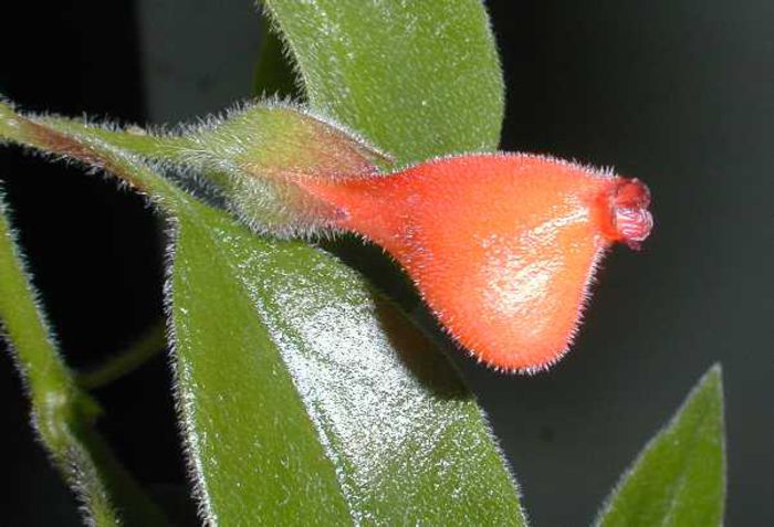 1702_Nematanthus%20serpens_stewart_stewart