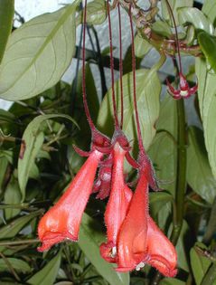 1797_Nematanthus%20corticola_stewart_stewart
