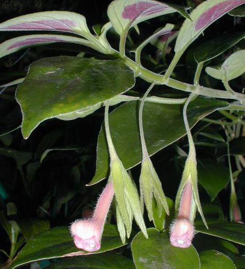 1798_Nematanthus%20fritschii_stewart_stewart