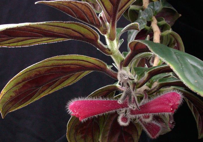 1811_Nematanthus%20monanthos_brothers_SI%2001-134