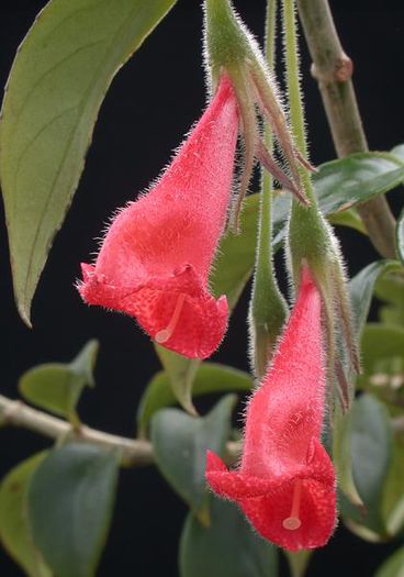 1819_Nematanthus%20crassifolius_brothers_SI%2093-019