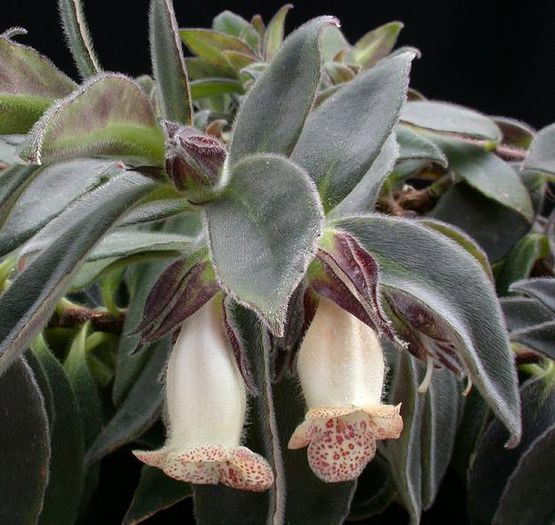 1829_Nematanthus%20species%20USBRG%2094-311_Brothers_SI%2094-311