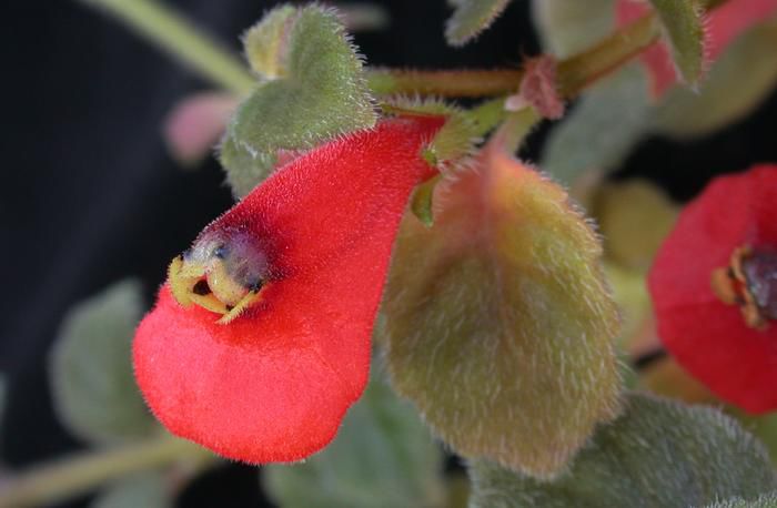 1832_Neomortonia%20nummularia_Brothers_SI%2094-469