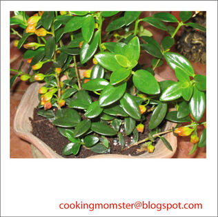 columnea goldfish plant
