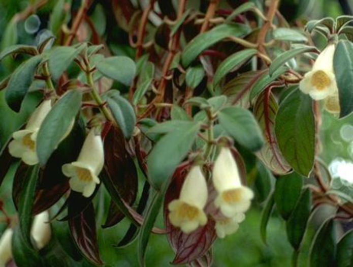 Nematanthus albus