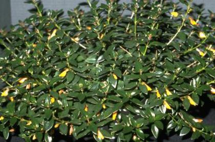 Nematanthus black gold