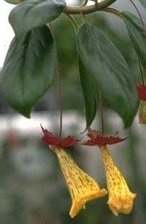 Nematanthus brasiliensis