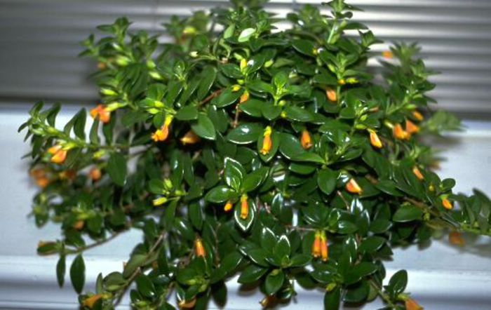 Nematanthus butterschoch