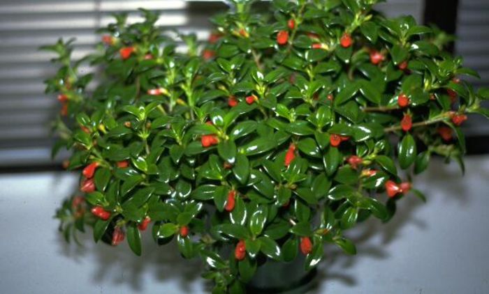 Nematanthus christmans holly