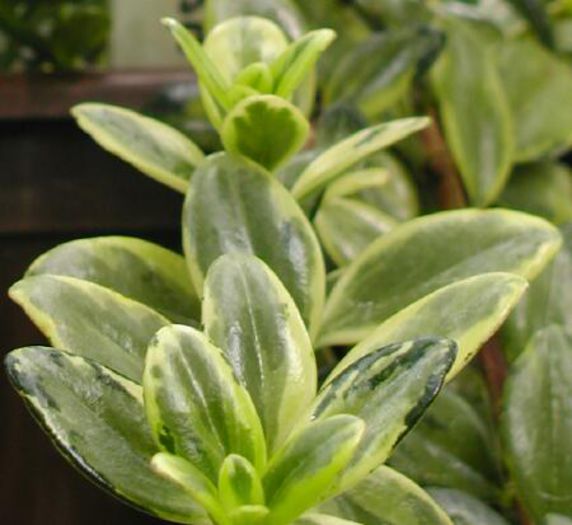 Nematanthus gregarius