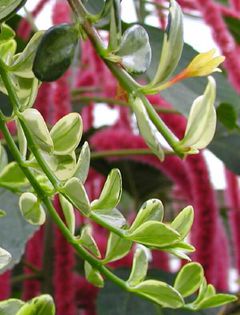 Nematanthus gregarius