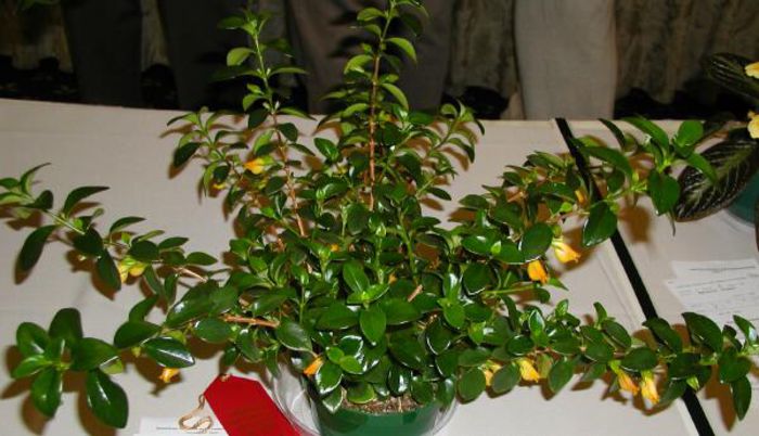 Nematanthus hawaiian jade